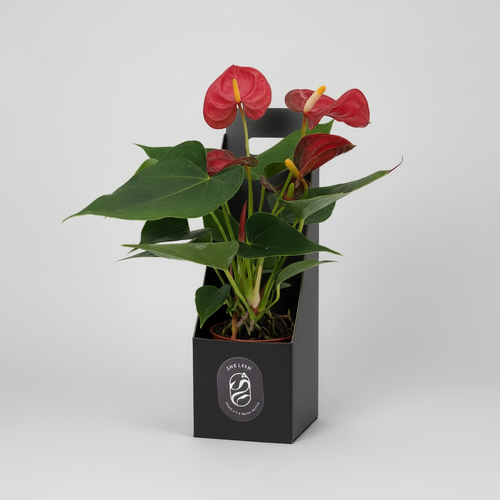 Anthurium plant with red heart-shaped flowers in black Shelesh gift box