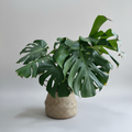 Monstera Zoomed Product Photo