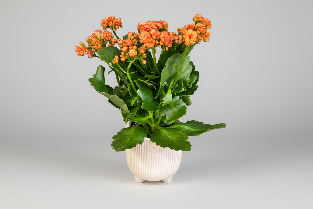 Kalanchoe Delight