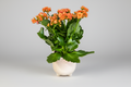 Kalanchoe Delight