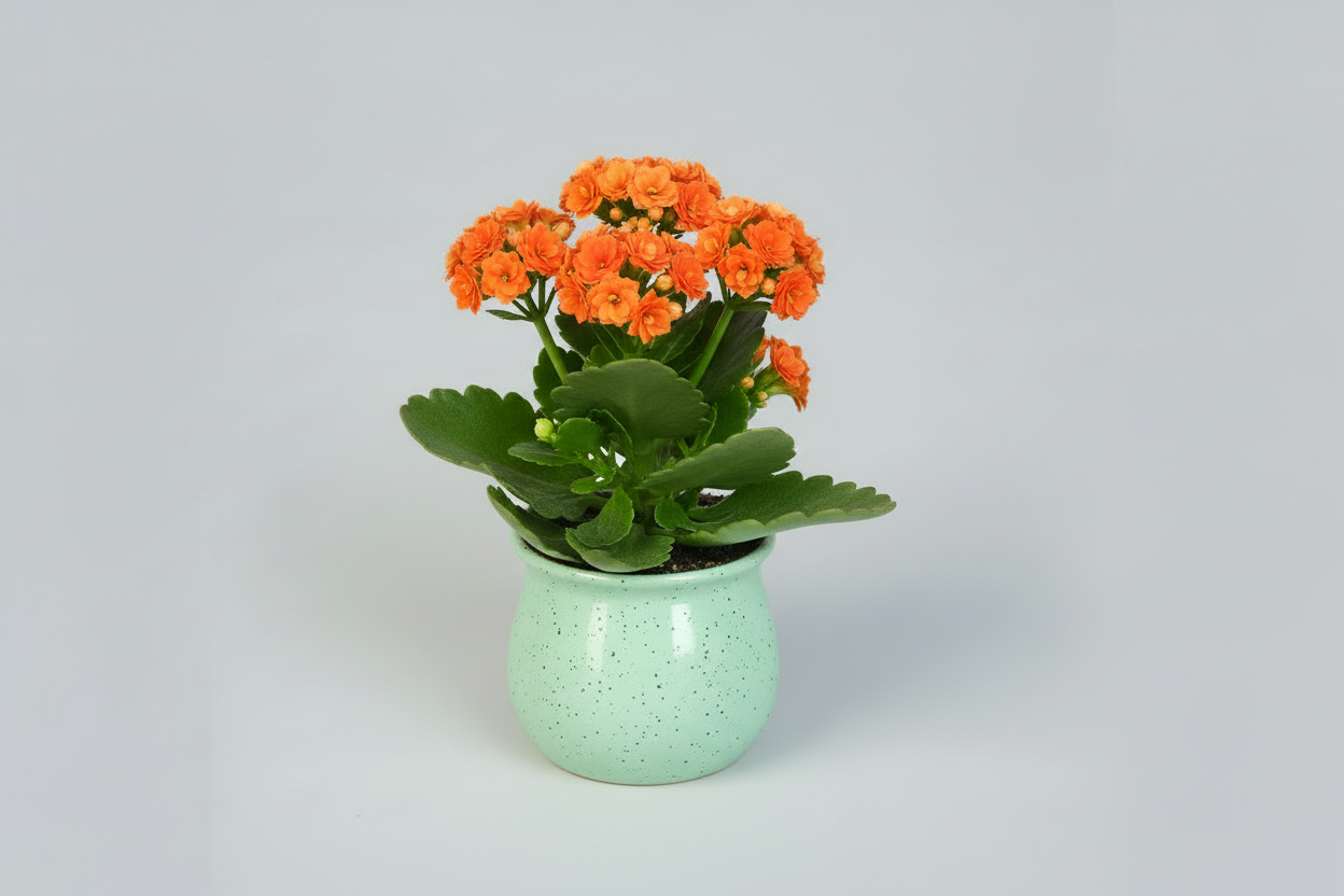 Kalanchoe Delight