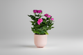 Pink Baby Rose Plant