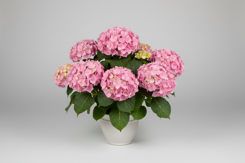 Blooms of Gratitude