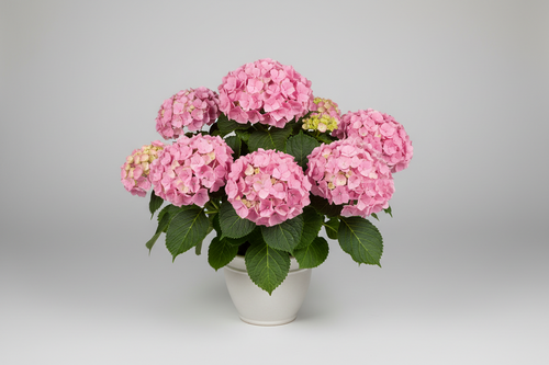 Blooms of Gratitude