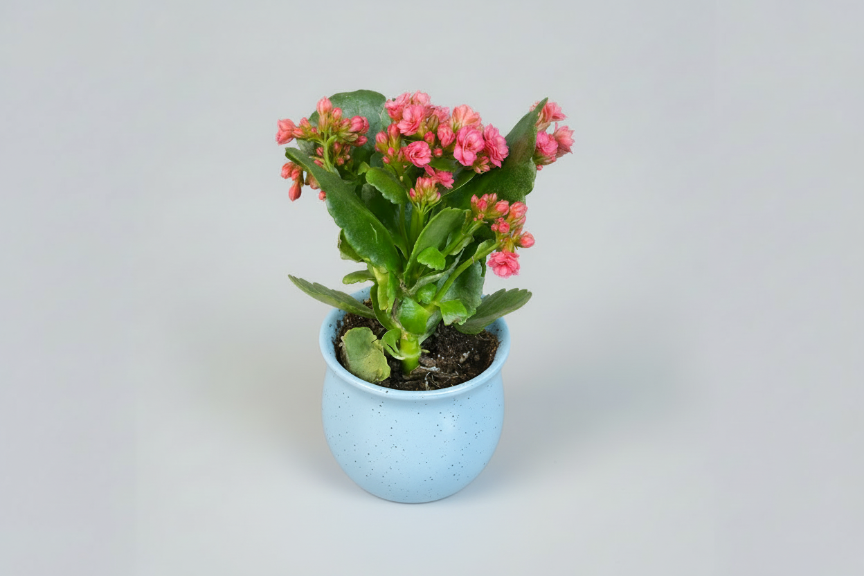 Kalanchoe Delight