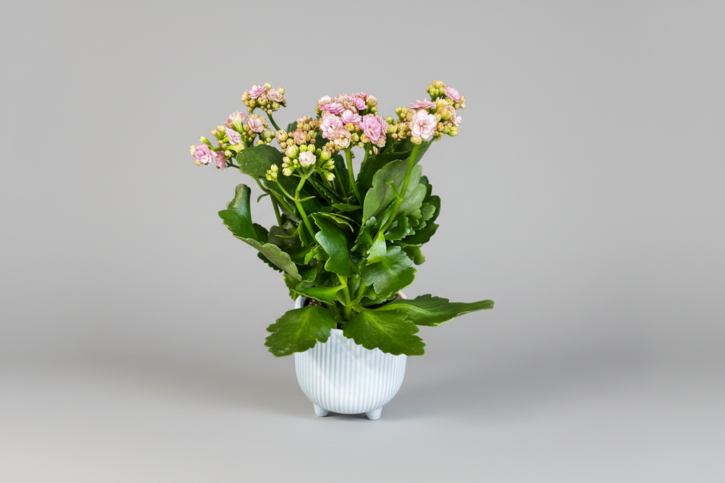 Kalanchoe Delight