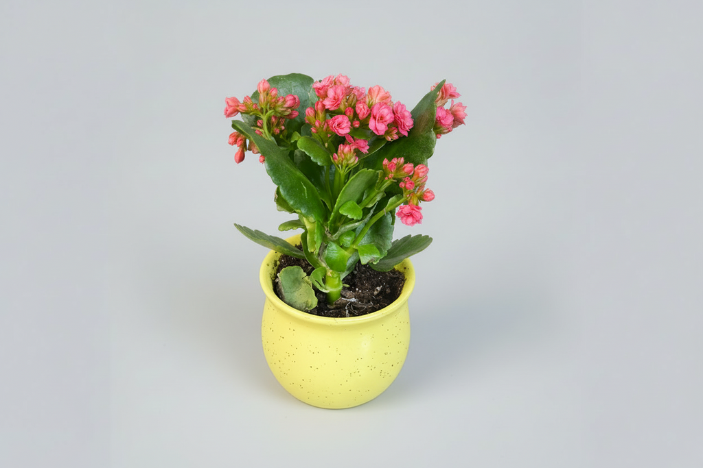 Kalanchoe Delight