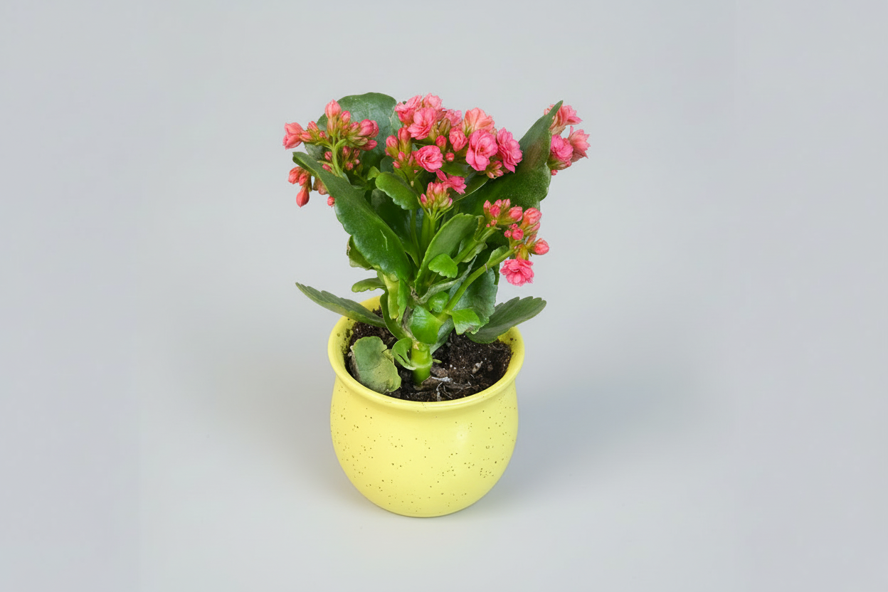 Kalanchoe Delight