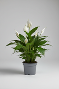 Professional Peace Lily Photography