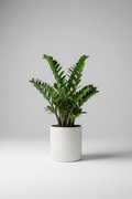Professional ZZ Plant Photography