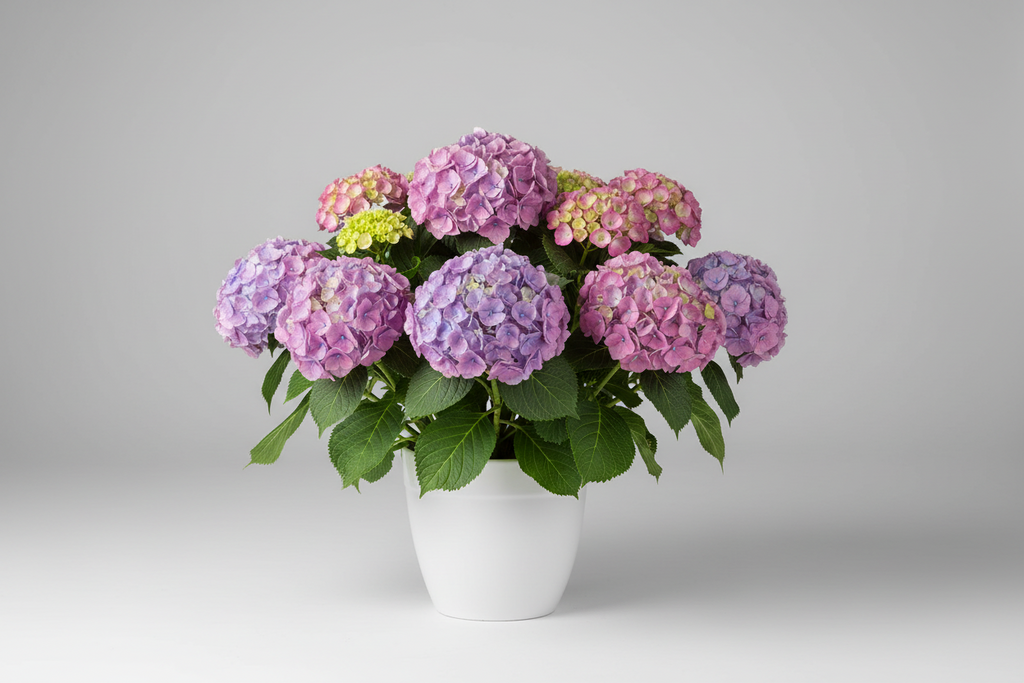 Blooms of Gratitude