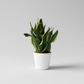 Snake Plant Professional Product Photo